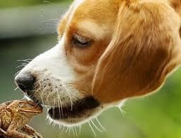 Dog about to mouth a cane toad