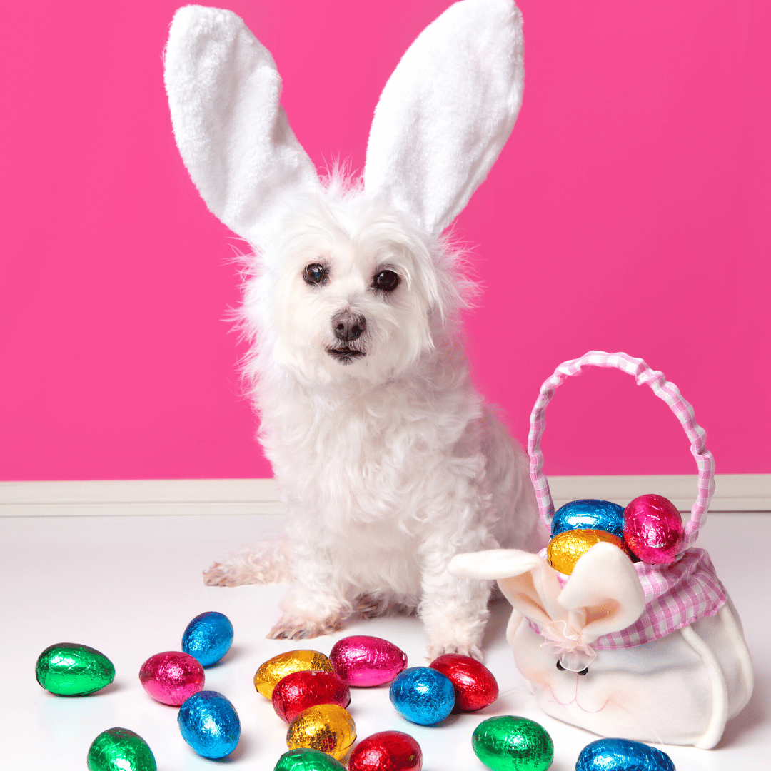 White dog wearing bunny ears with chocolate Easter eggs
