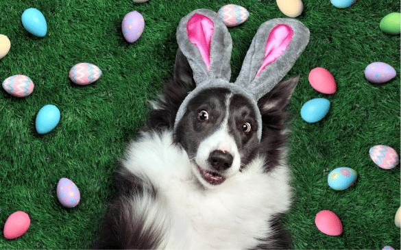 Easter Hazards For Pets (top Easter emergencies)