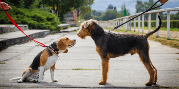 Two dogs on leads sniffing each other