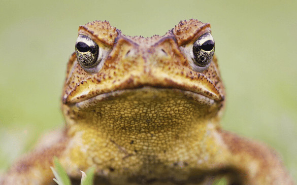 Cane toad