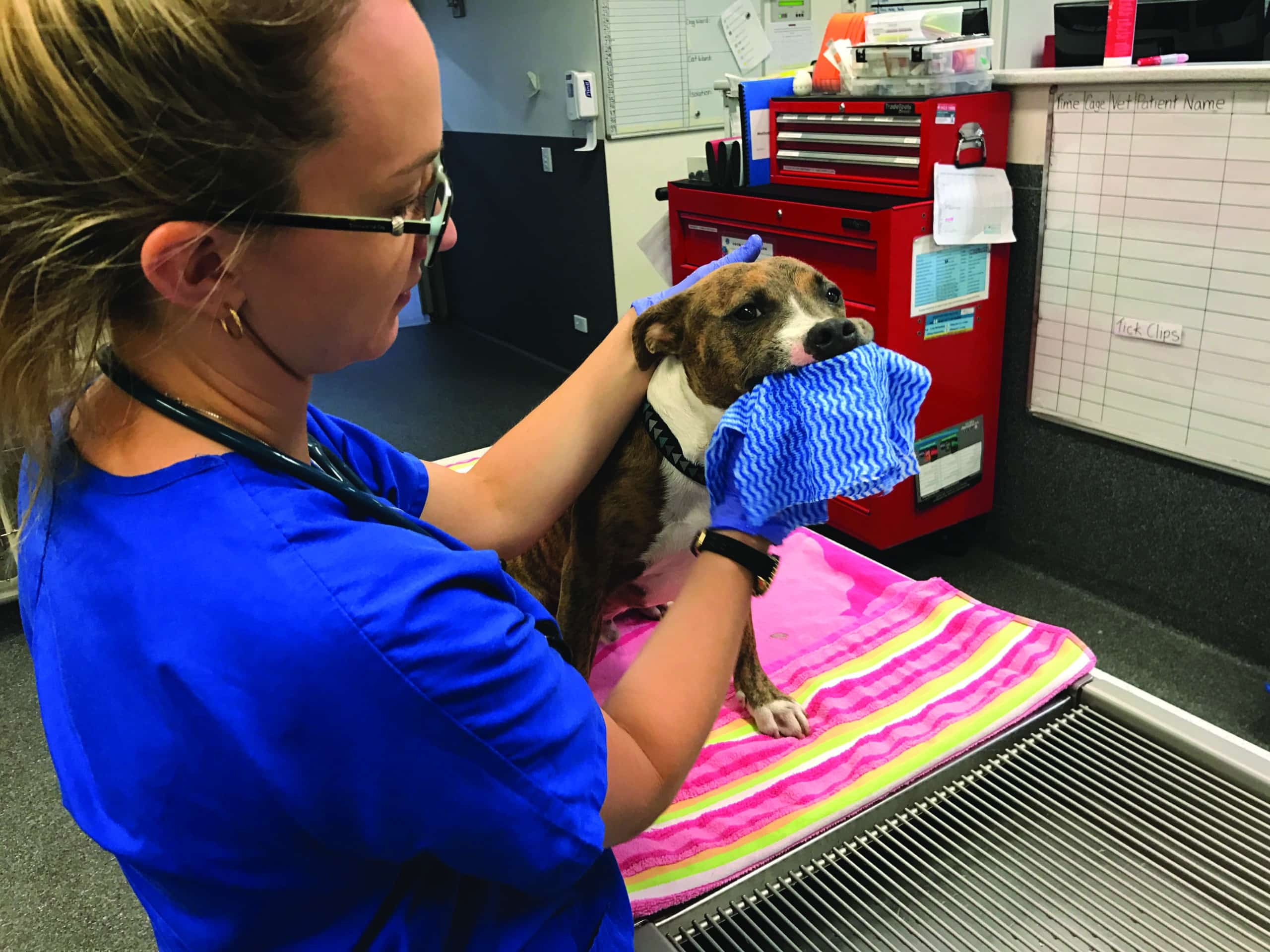 Animal Emergency Service vet wiping toad toxin from a dog's mouth