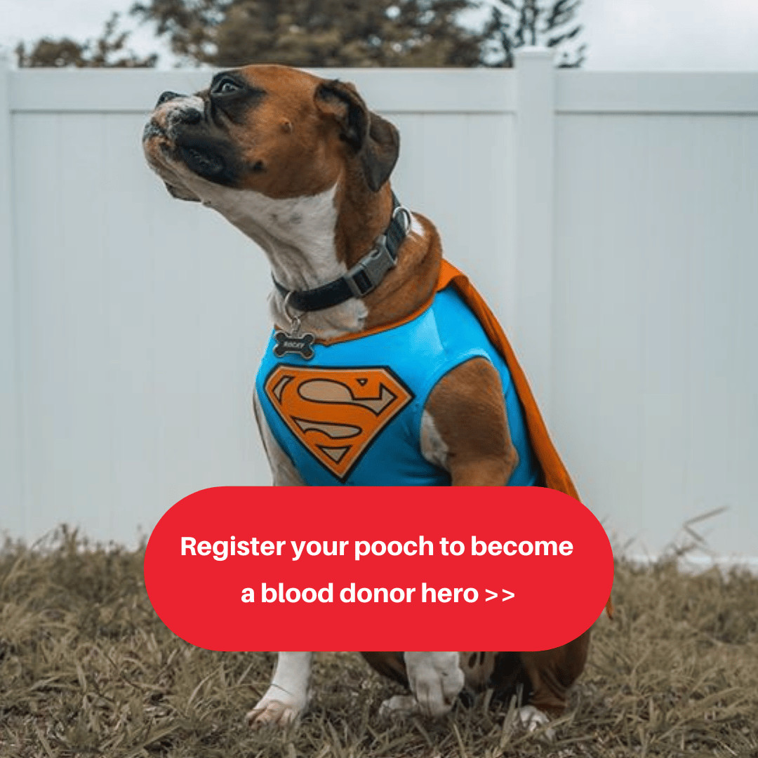 Register your pooch to become a blood donor hero