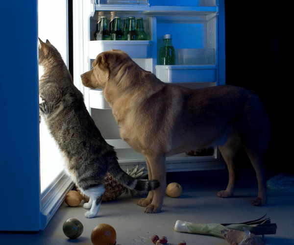 Cat and dog looking in fridge