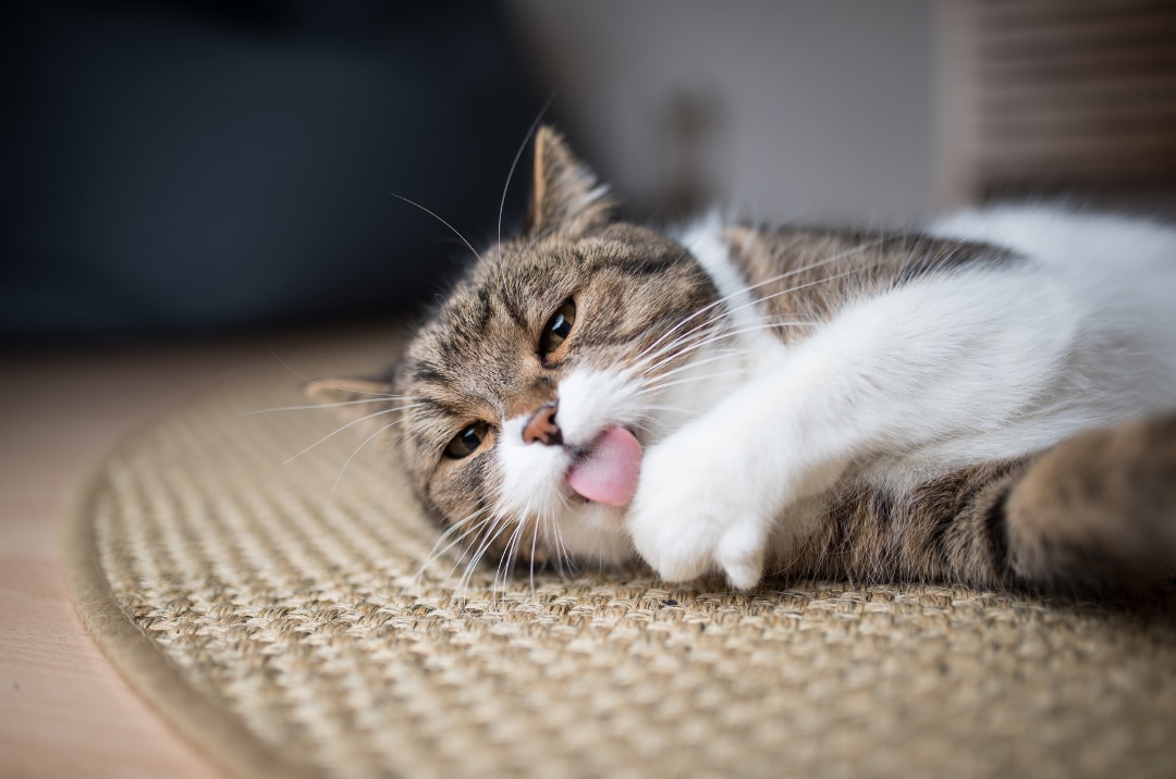 Cat licking its paw - excessive grooming is a sign of pain in cats