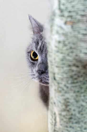 Grey cat hiding behind scratching post