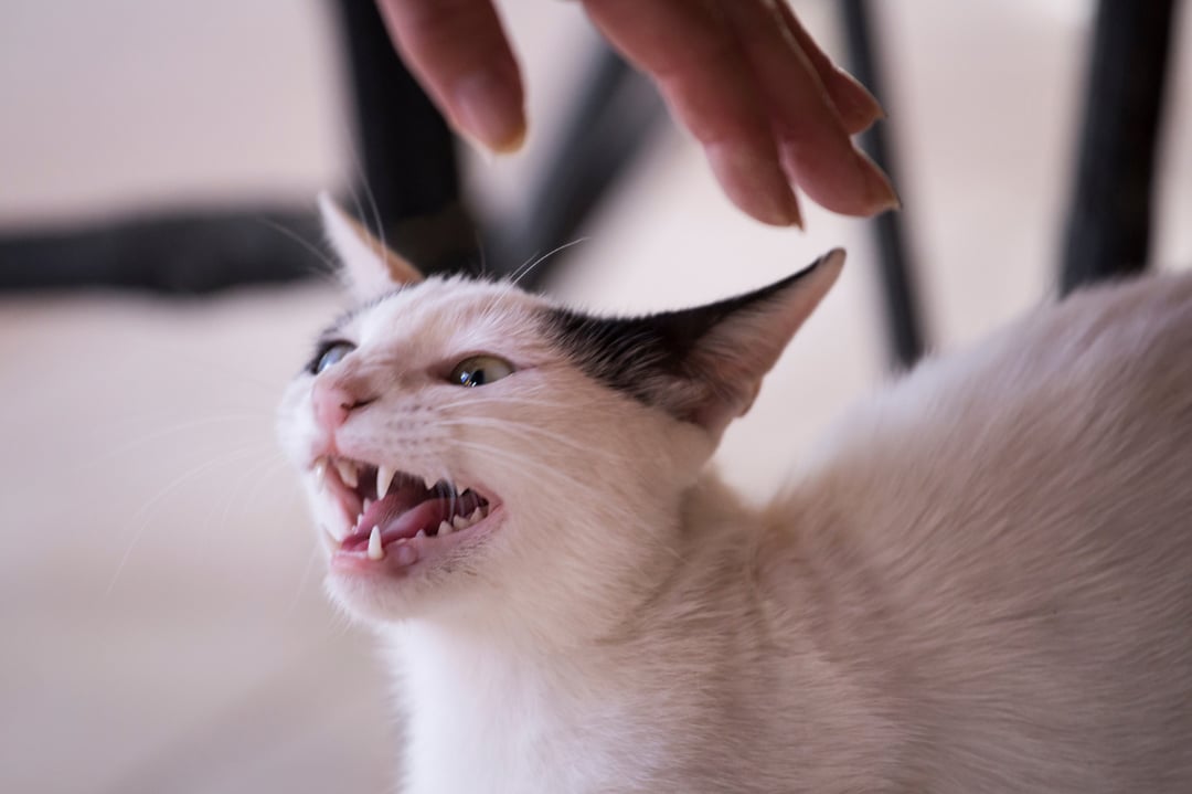 Cat hissing at a human can be a sign of pain in cats