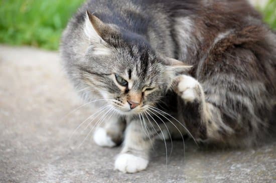 Grey and white cat scratching behind its ear, know the signs of permethrin poisoning