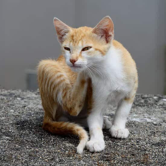 Ginger cat scratching its neck, know what to do for permethrin poisoning