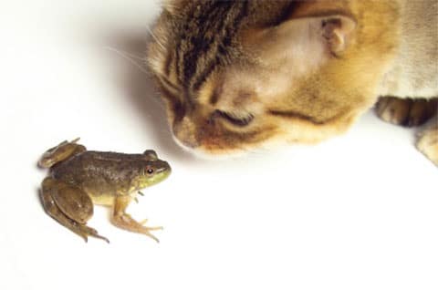 Cat sniffing a cane toad