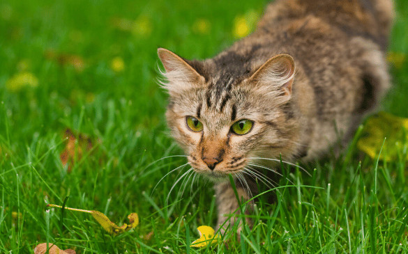 Cane Toads and Cats: Understanding the Risks of Toad Toxicity