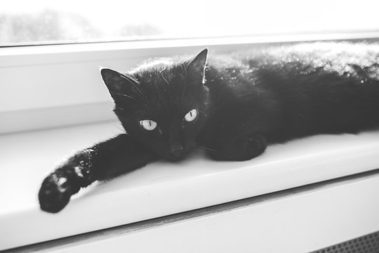Black cat lying on window sill