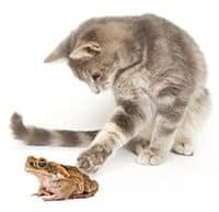 Cat playing with cane toad