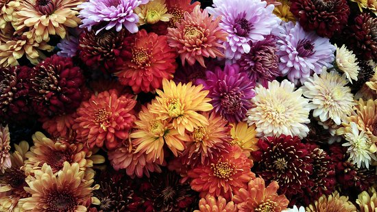 Chrysanthemum in multiple colours