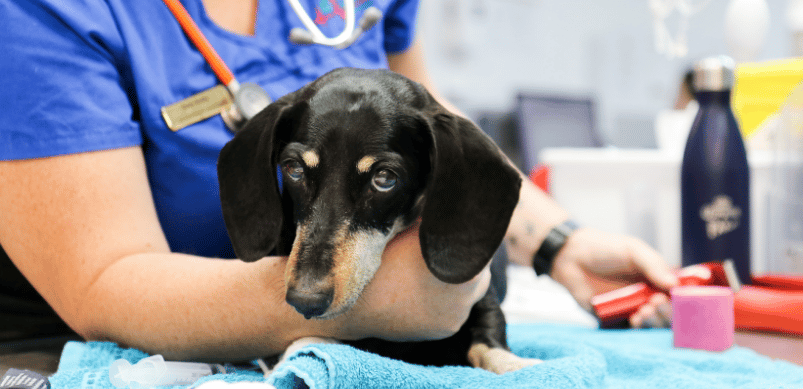Common Pet Emergencies And How To Respond (first aid treatment at home)