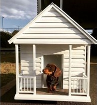 Dachshund in elaborate white dog kennel