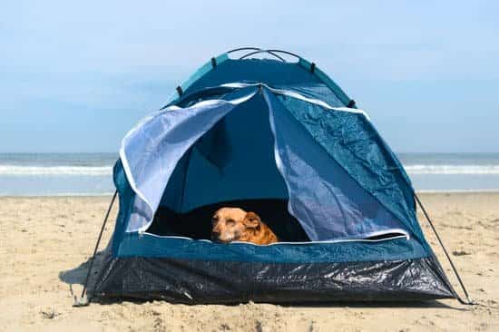 Dog inside a beach tent