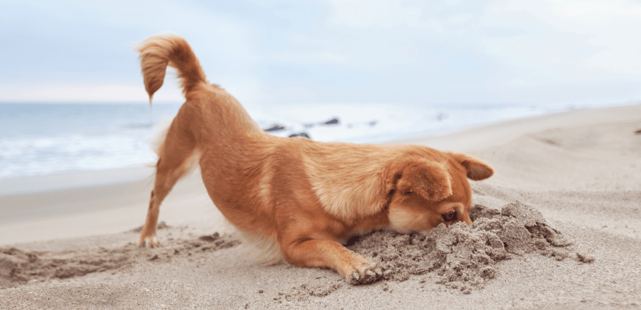 Brown dog digging in sand at beach