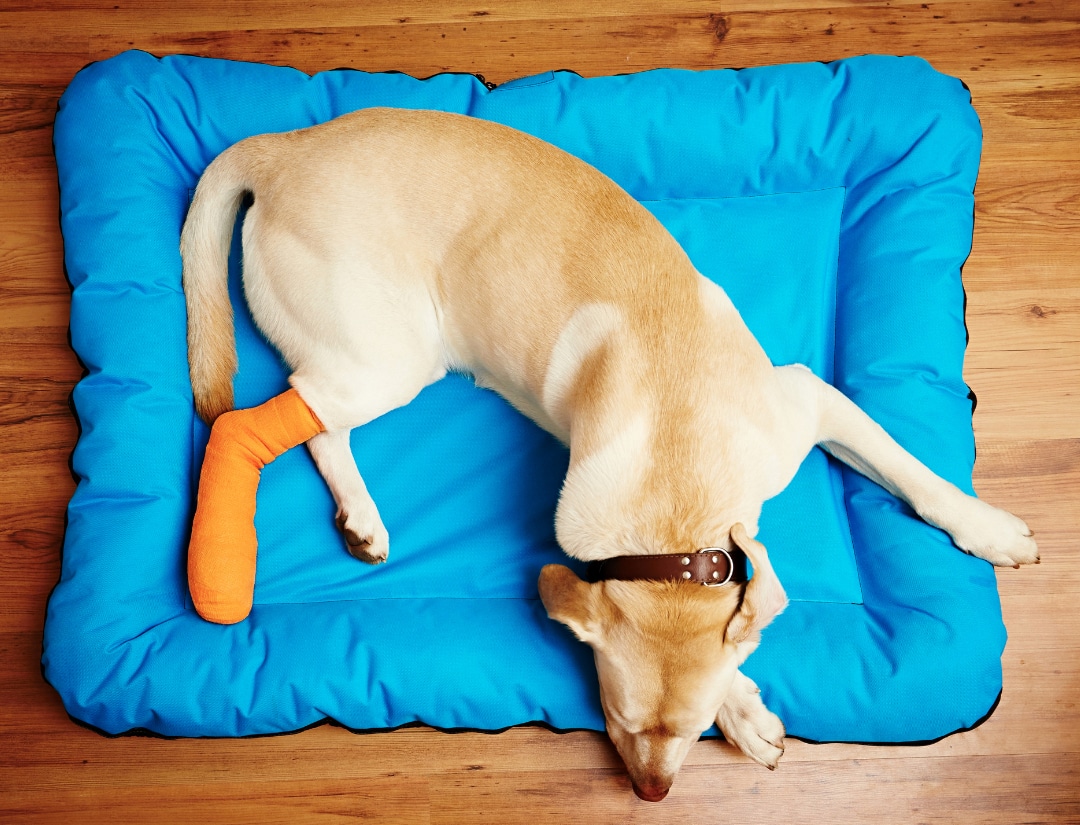 Dog with broken leg with orange cast on a blue dog bed