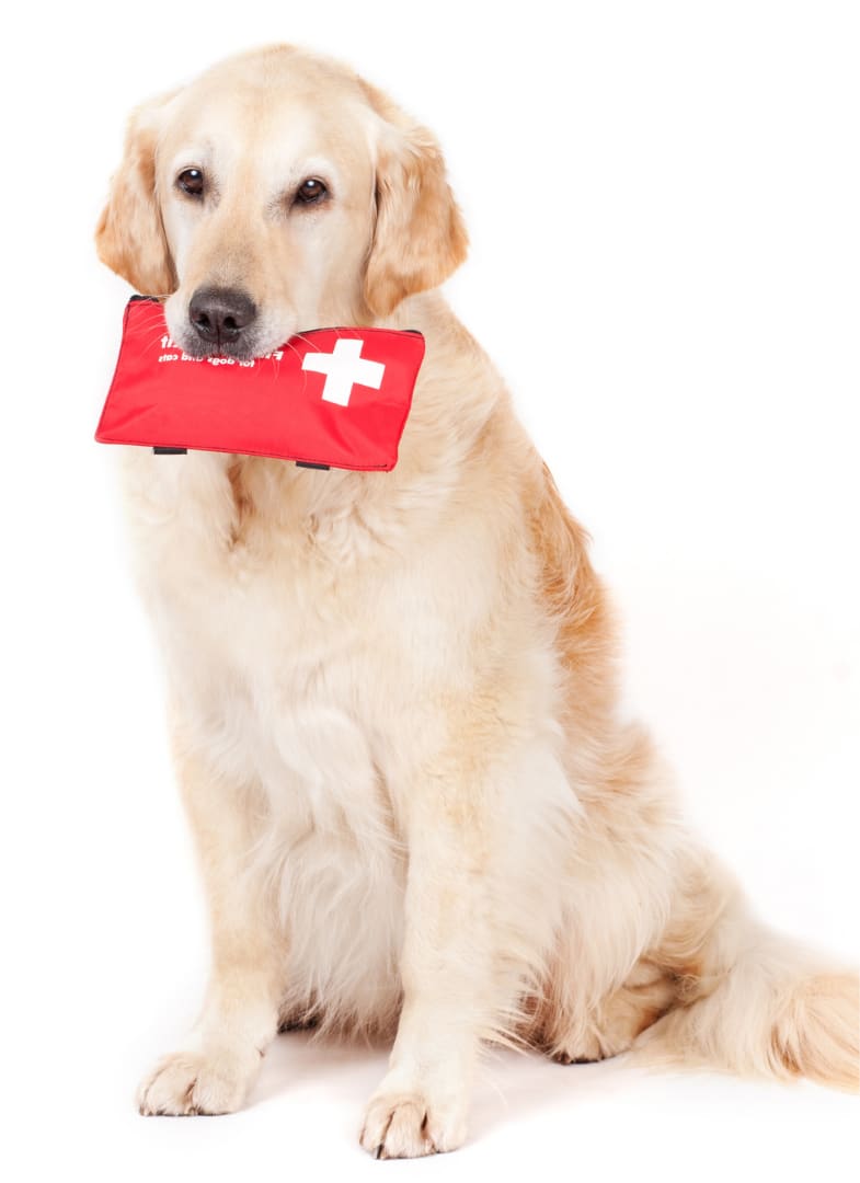 Labrador holding a pet first aid kit in mouth