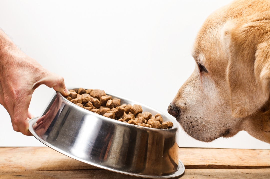 Owner offering a bowl of food to dog, a loss of appetite can be a sign of pain in dogs