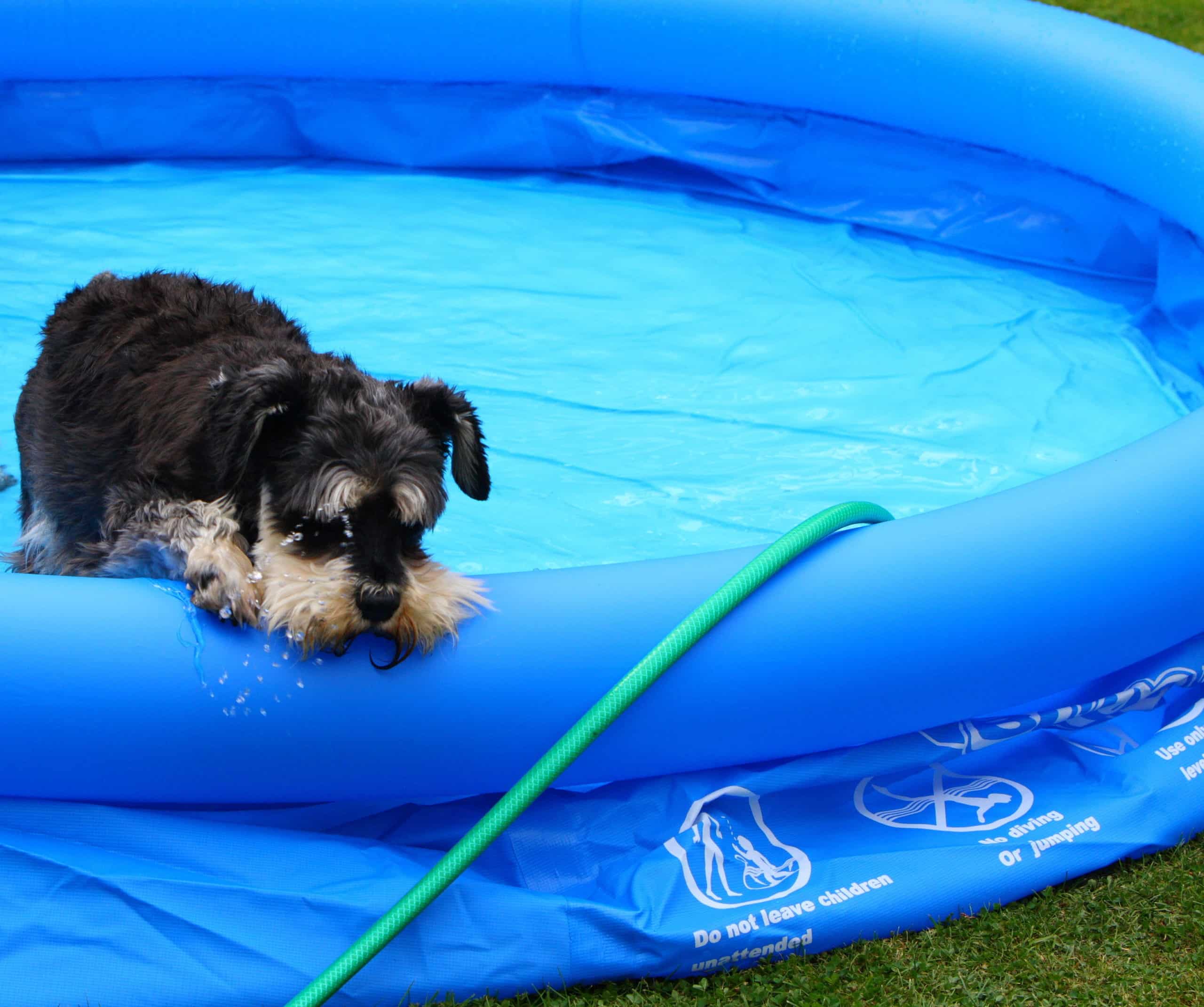 Dog playing in paddling pool