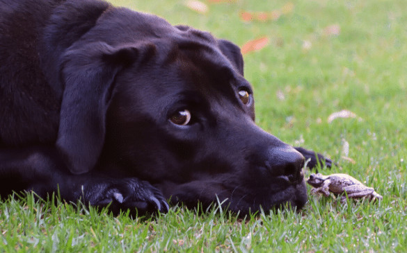 What to do if Your Pet Licks a Toad
