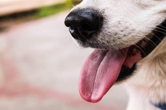 Dog panting to release excess heat