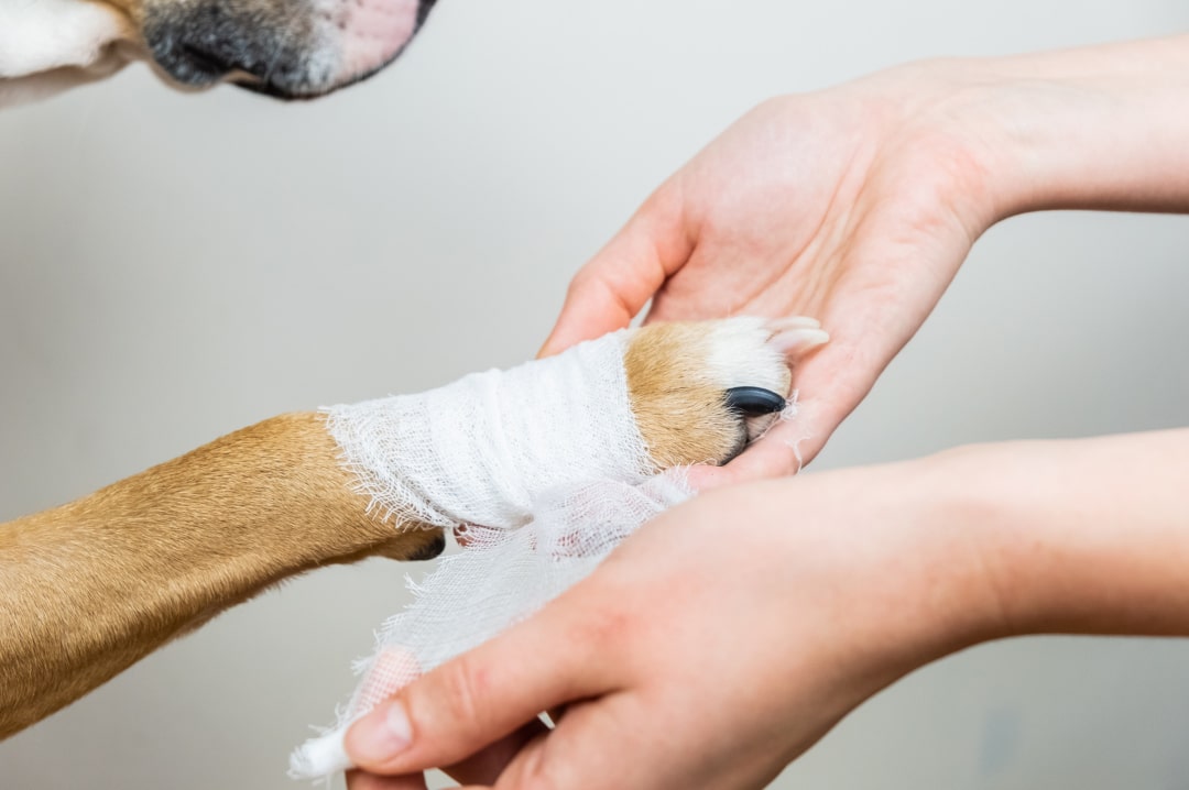 Dog having its paw bandaged