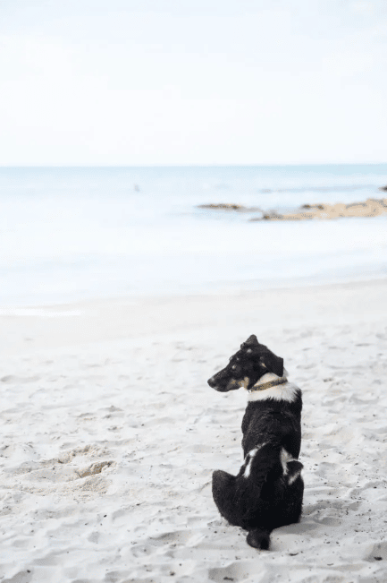 Black and white dog sitting on sand