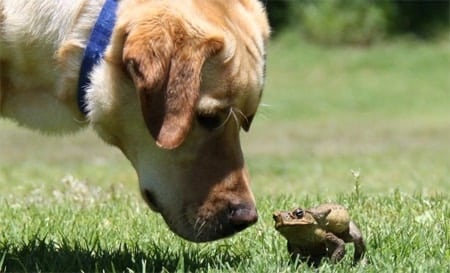 Dog sniffing a cane toad