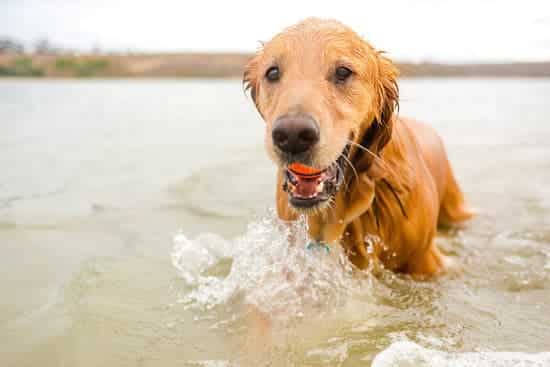 Dog swimming at a beach with a ball