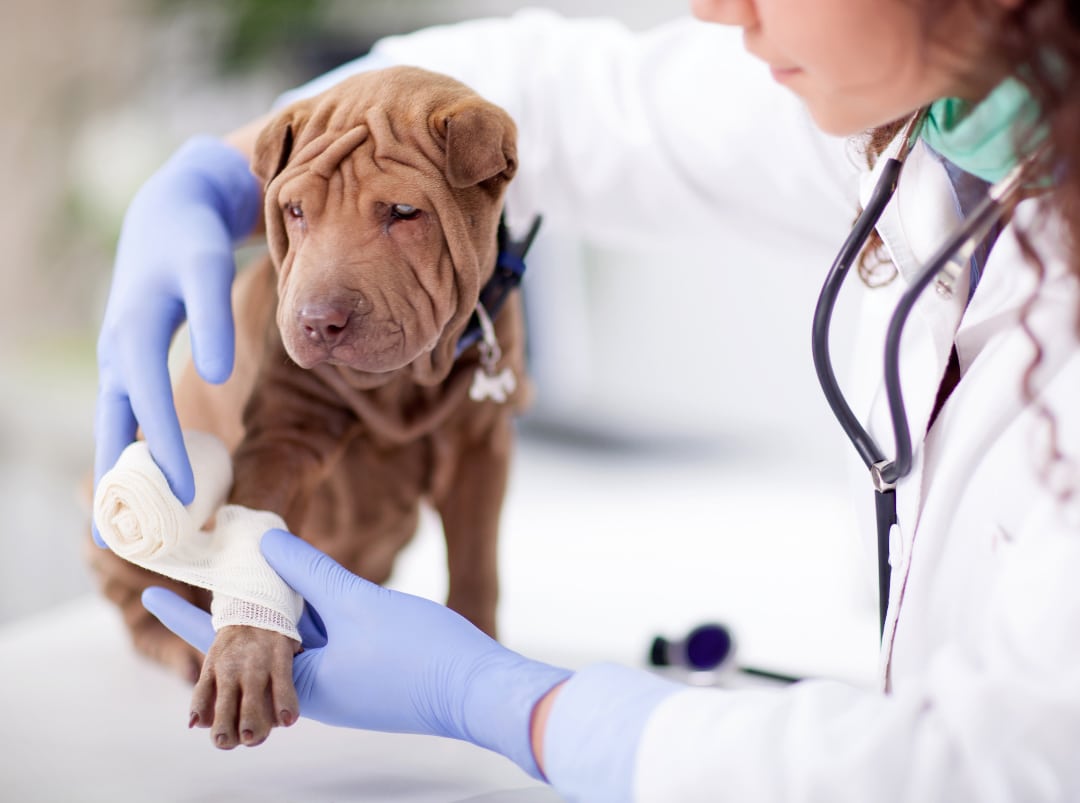 Veterinarian applying a bandage to a brown puppy's leg, wounds are a common pet emergency and how to respond is good to know