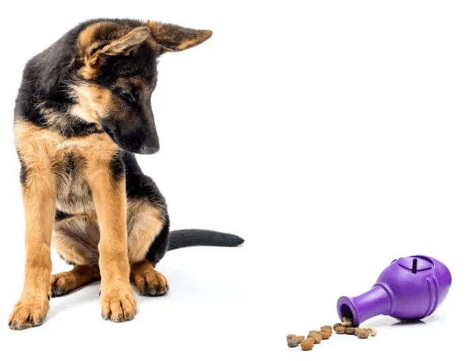 German shepard with a Kong, a toy for separation anxiety in dogs
