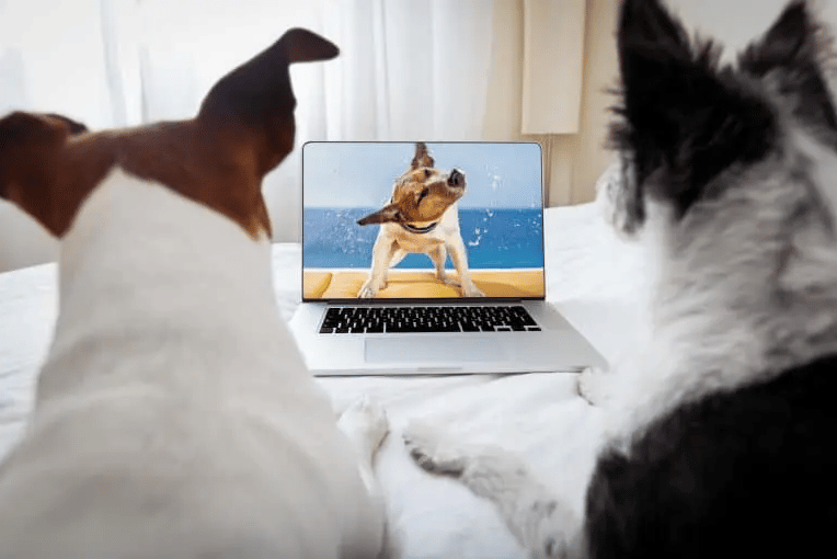 Two dogs watching a computer screen