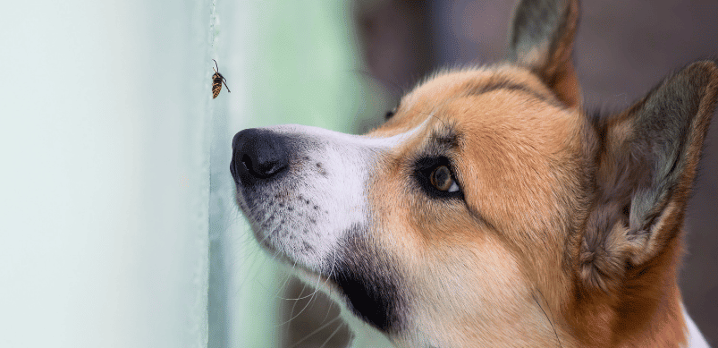 Our Guide To Allergic Reactions In Dogs