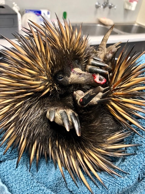 Echidna in Pet ICU with damage to beak from traffic accident