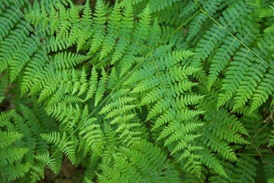 Close up of an emerald fern, a plant toxic to dogs and cats