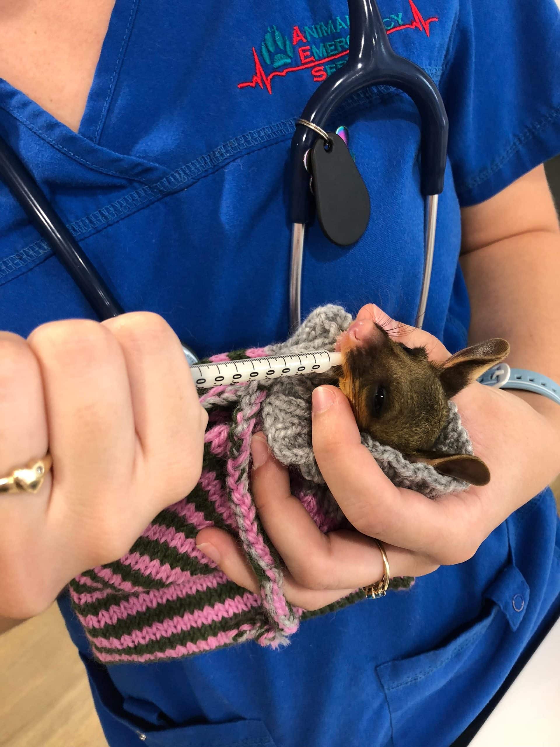 Possum being hand feed by an Animal Emergency Service vet 
