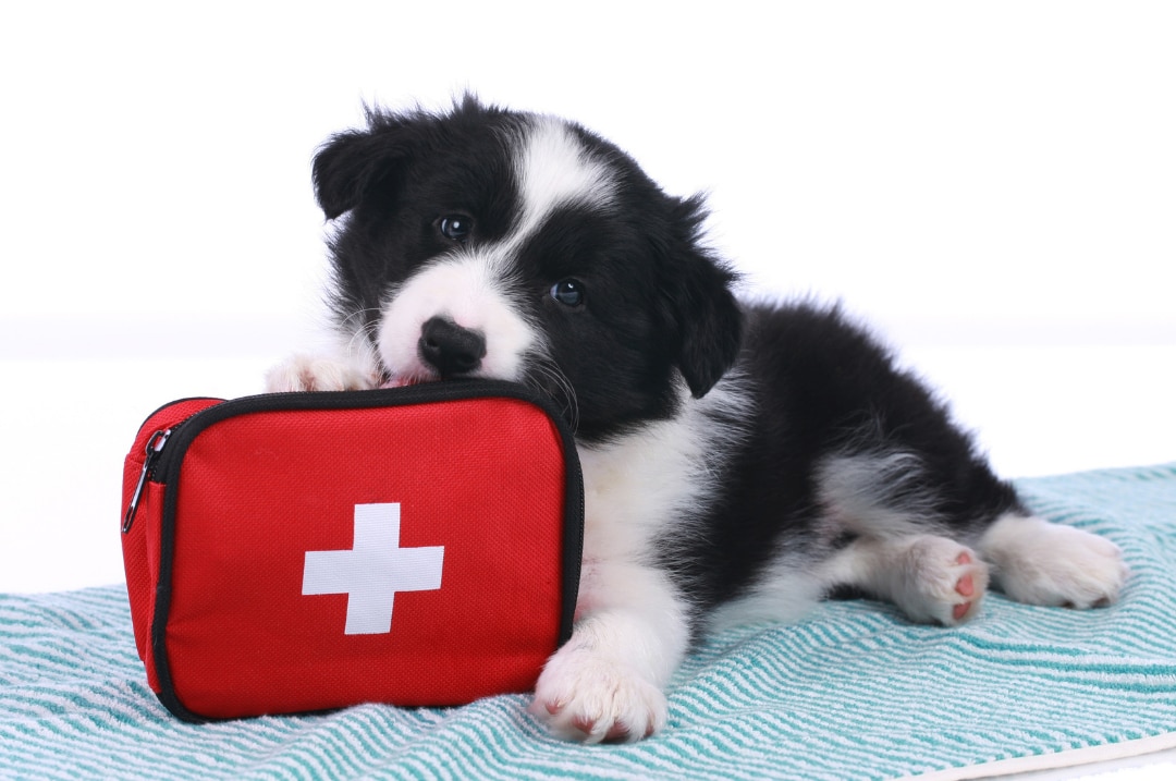 Black and white puppy with a first aid kit