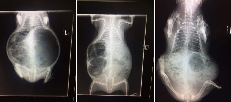 X-rays of a guinea pigs bloat resolution