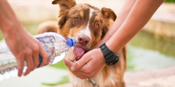 Dog drinking from water bottle to prevent heat stroke