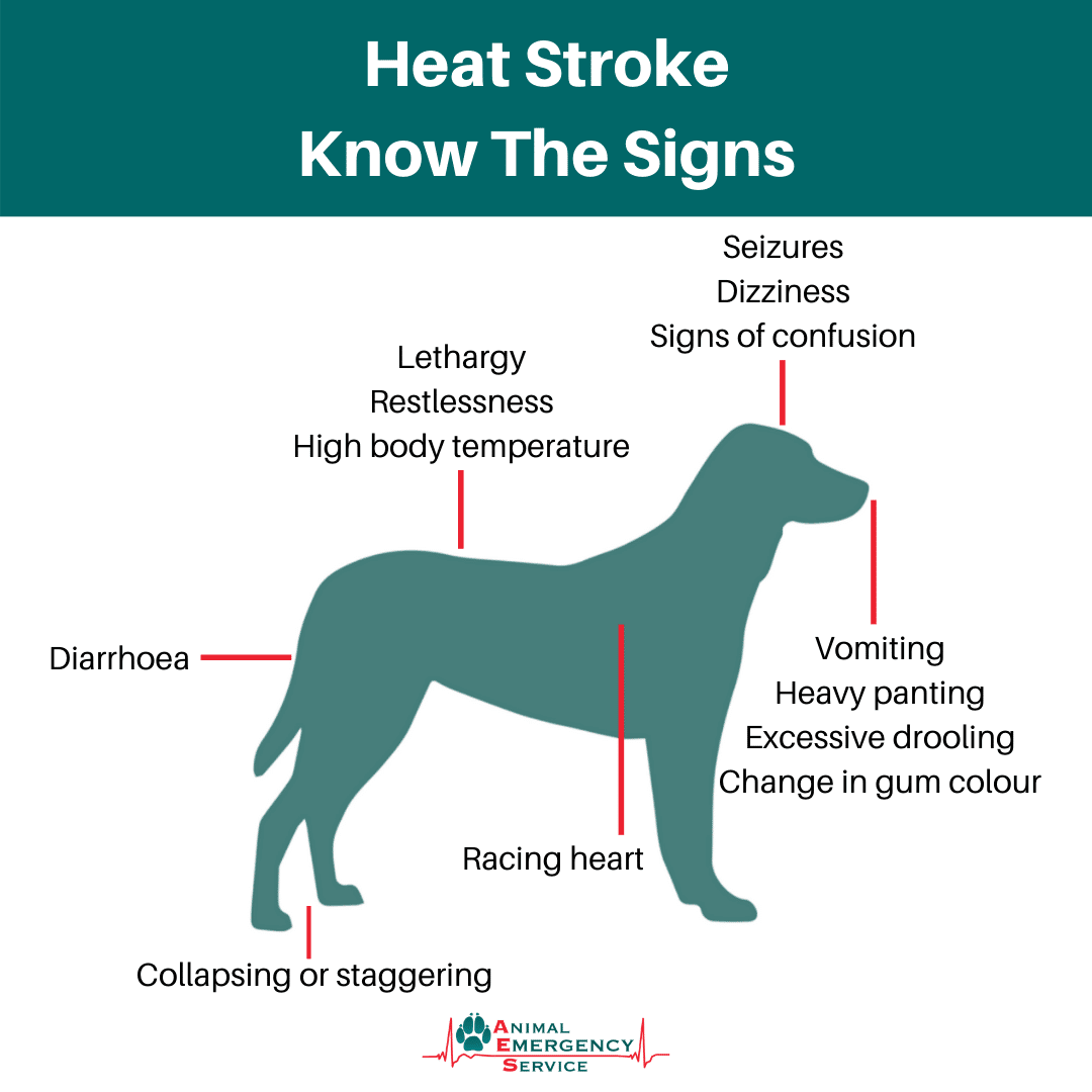 Signs and symptoms of heat stroke in dogs