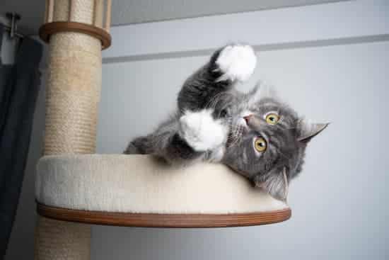 Grey and white kitten playing on a cat stand