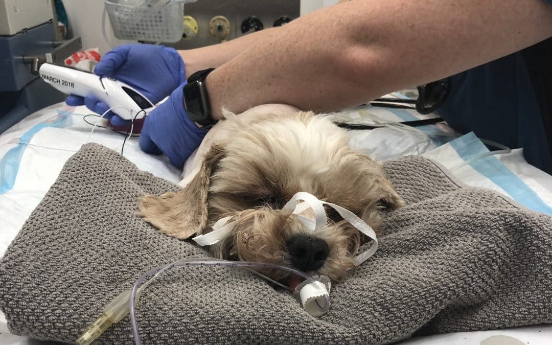 Lucca was given oxygen therapy and sedation