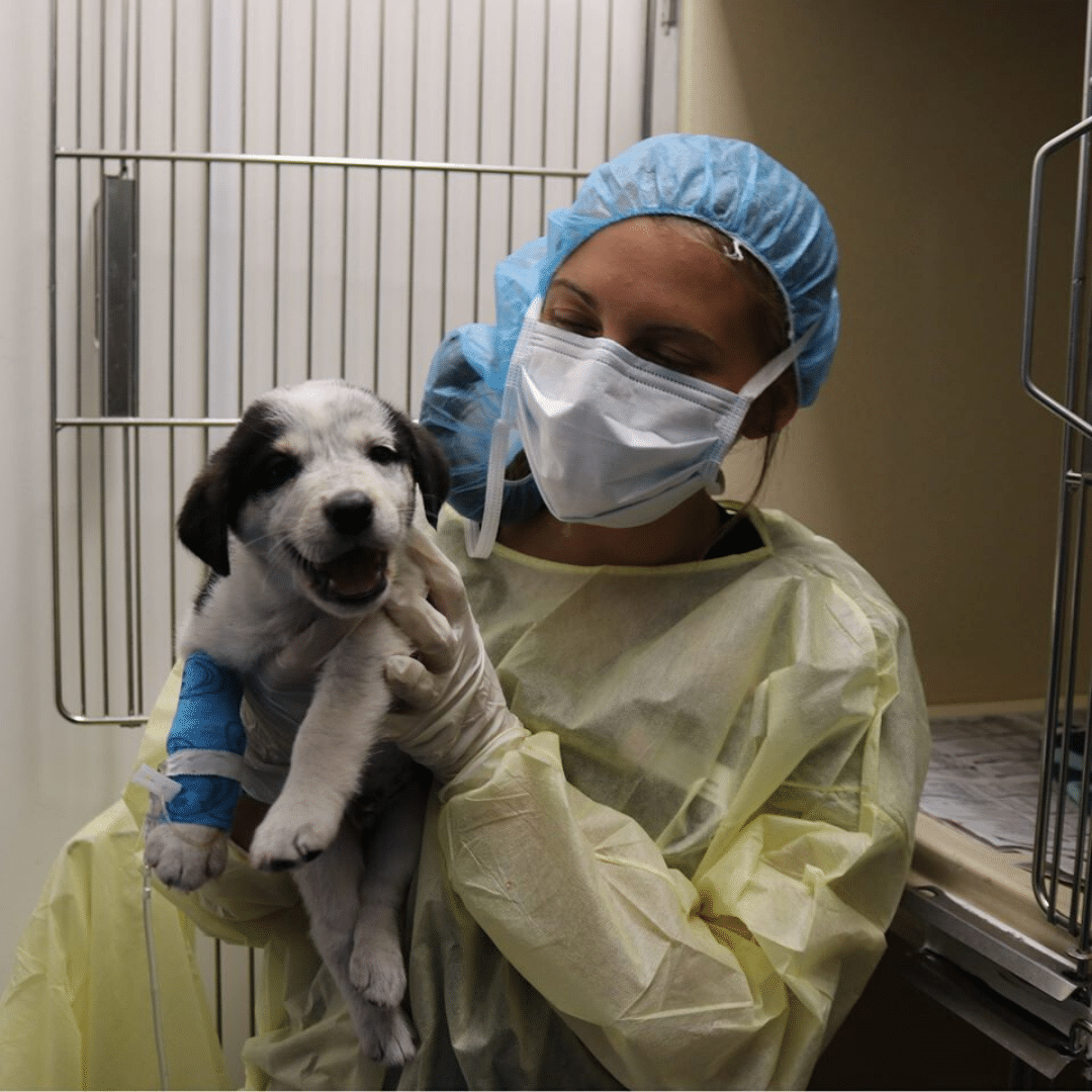 Vet wearing PPE while handling puppy with parvovirus