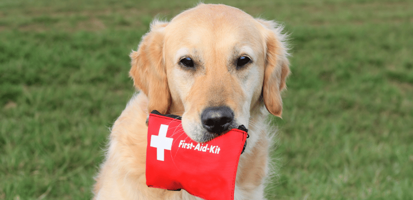 Pet First Aid Kit (a checklist of what to include)
