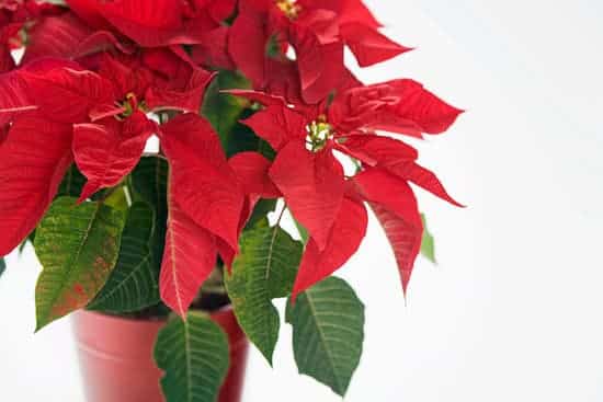 Red poinsettia in brown pot