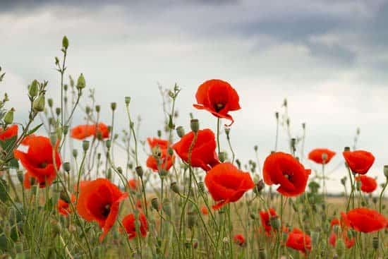 Red poppies, plants toxic to dogs