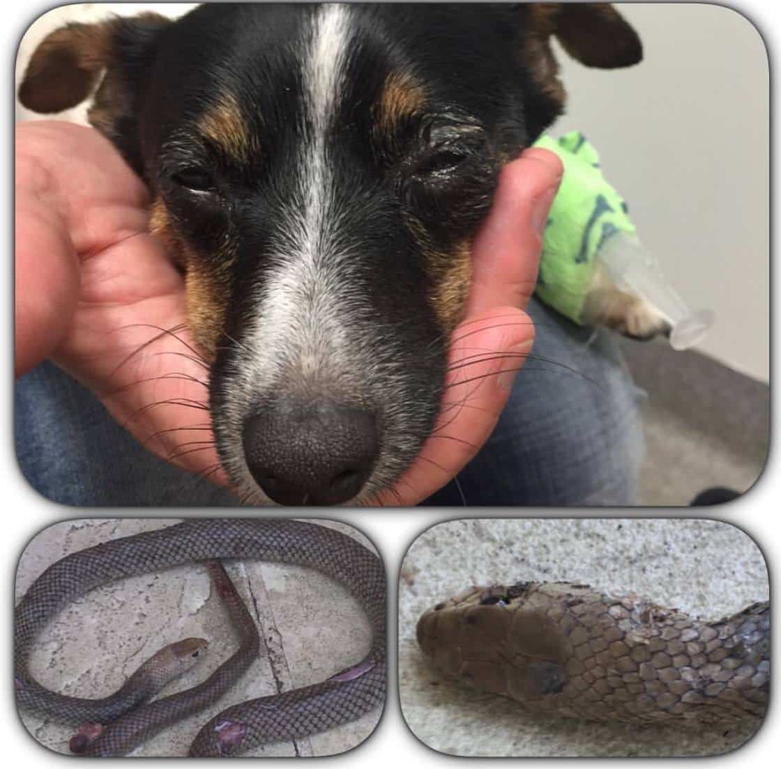 Lee Kernaghan's dog bitten by an Eastern brown snake